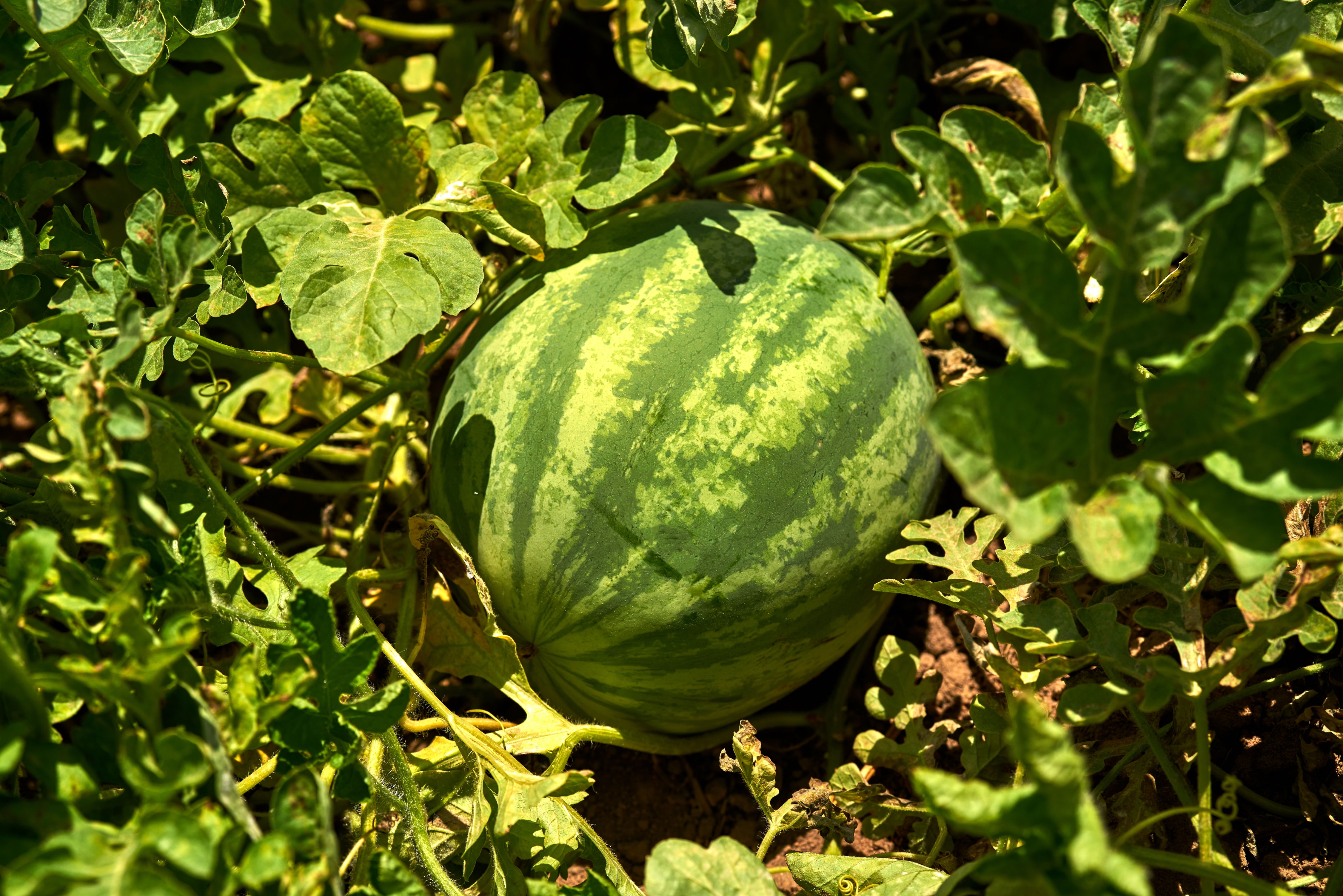 watermelon in the field