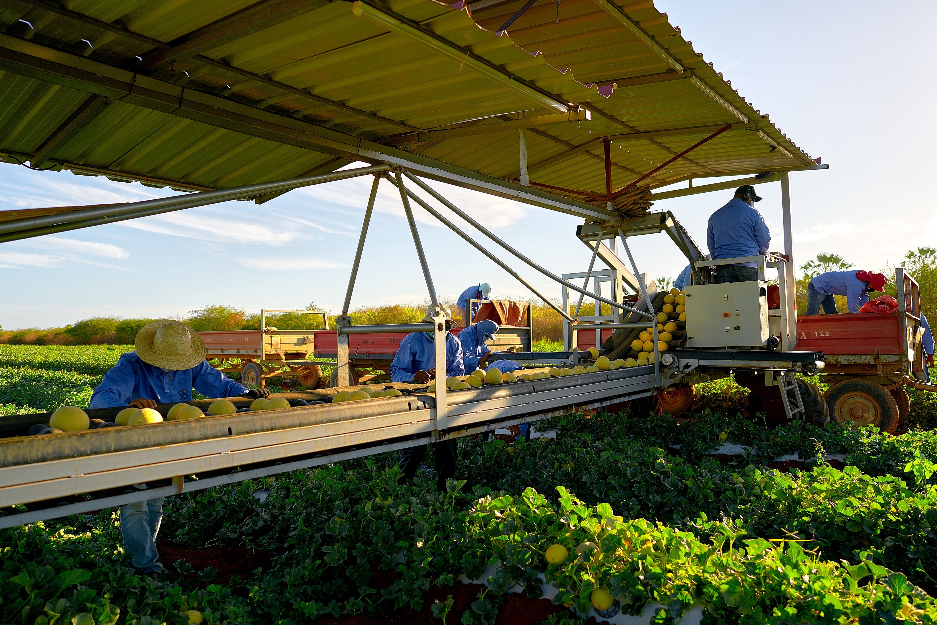 melon harvest Brazil