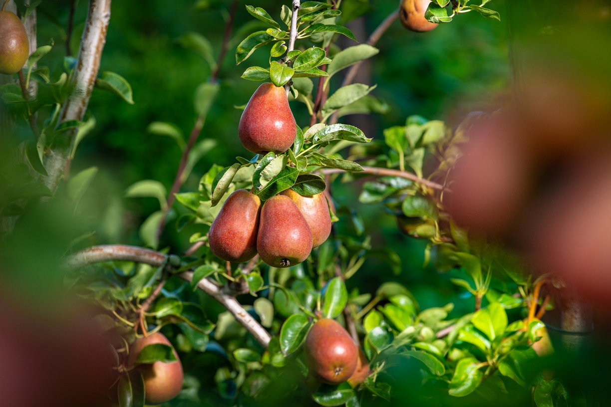 Peren EarlyDesire